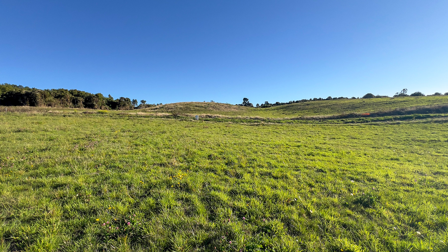 Bosque nativo del parque